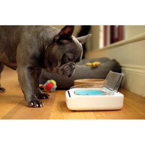 ciotola Sureflap per cani gatti