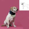 Collare Cervicale per Cani KVP Nero (18-53 cm)